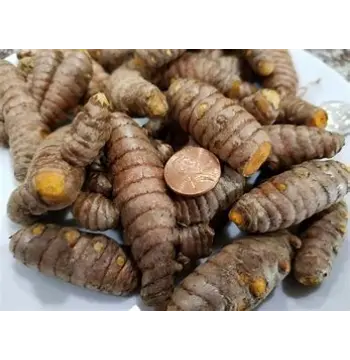 Natural Turmeric Roots Manufacturer
