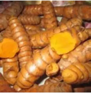 Fresh Turmeric Roots