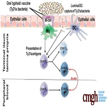 Typhoid Vaccine