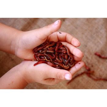 Vermicompost Fertilizer