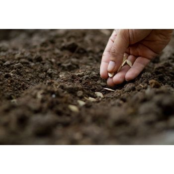 Vermicompost Fertilizer