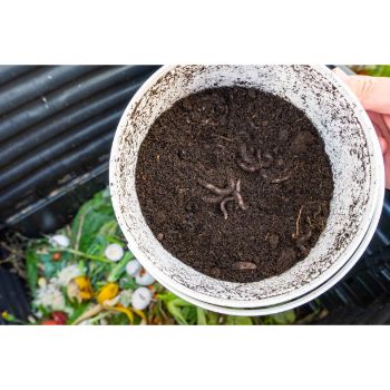 Vermicompost Fertilizer