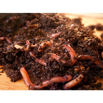 Vermicompost Fertilizer