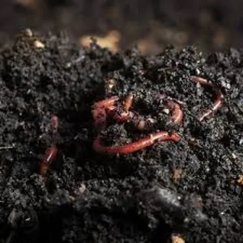 Organic Vermicompost