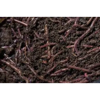 Organic Vermicompost