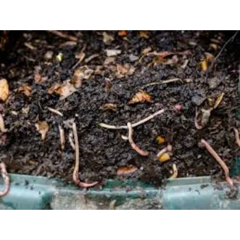 Organic Vermicompost