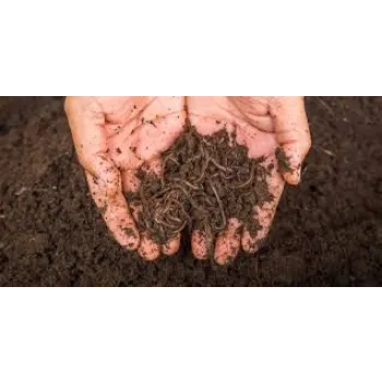 Organic Vermicompost