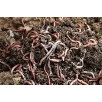Organic Vermicompost Fertilizers