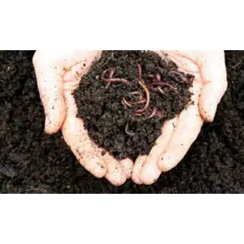 Organic Vermicompost Fertilizer
