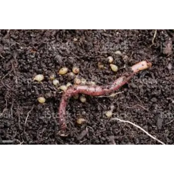 Natural Vermicompost