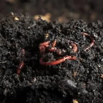 Organic Vermicompost Fertilizer