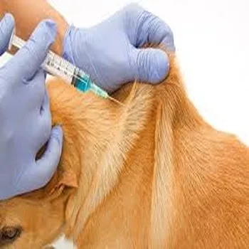 Veterinary Vaccine