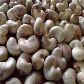 Common W180 Cashew Nuts