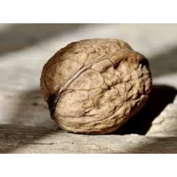 Dried Walnut