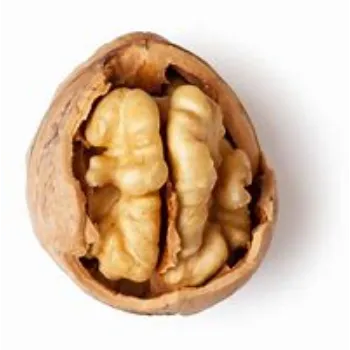 Common Walnut