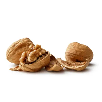 Fresh Walnut