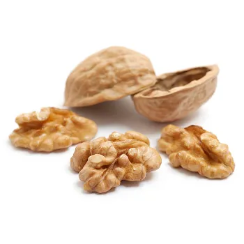 Common  Walnut