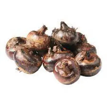 Common Water Chestnuts