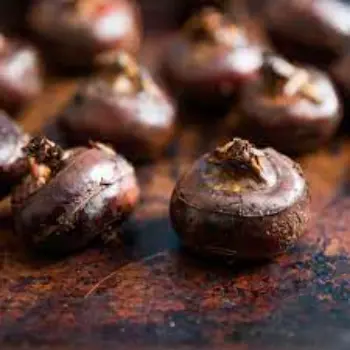 Common Water Chestnuts
