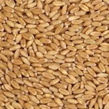 Organic Wheat Seed