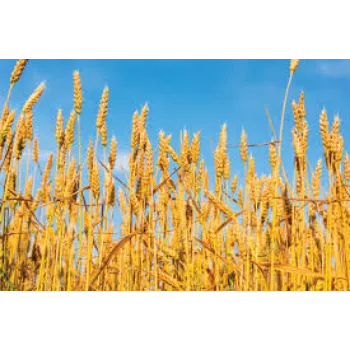 Organic Wheat Seed