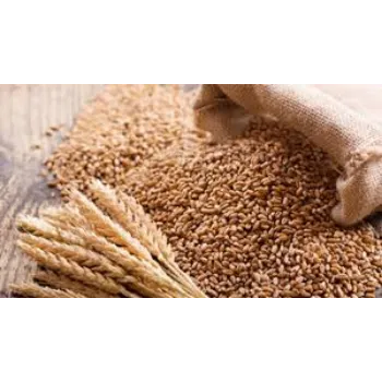 Organic Wheat Seed