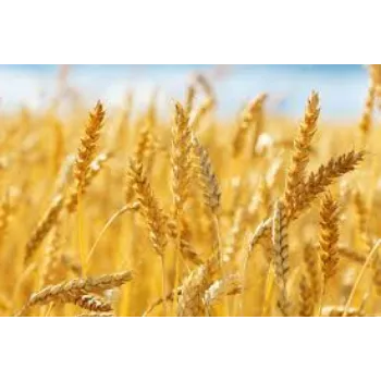 Natural Wheat Seed