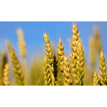 Natural Wheat Seed