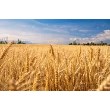 Organic  Wheat Seed