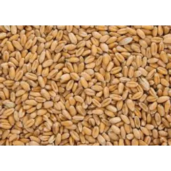 Organic Wheat Seed