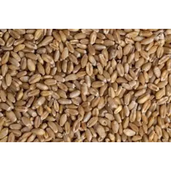 Organic Wheat Seed