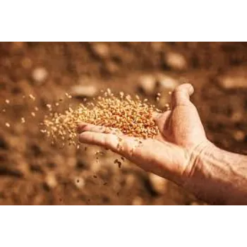 Organic Wheat Seed