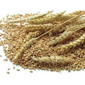 Organic Wheat Seed