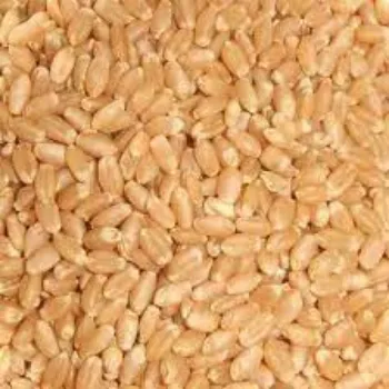 Wheat Seed