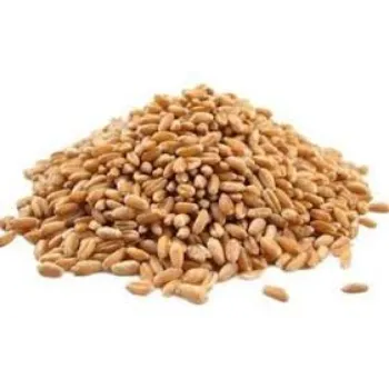 Organic Wheat Seeds