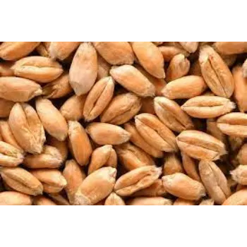 Wheat Seed