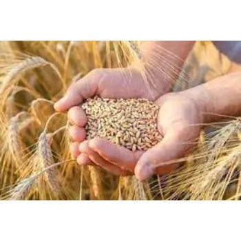 Organic Wheat Seeds