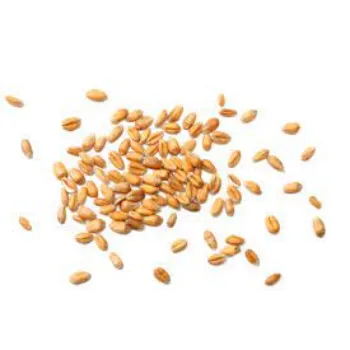 Organic Wheat Seeds