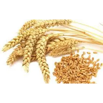 Organic Wheat Seeds