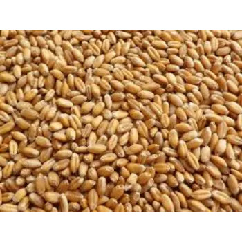 Natural Wheat Seeds