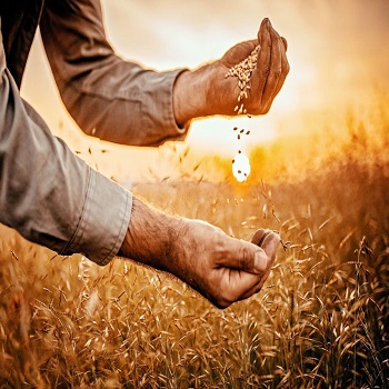 Wheat Seeds Exporter