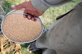Wheat seeds
