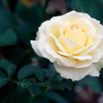 Fresh  White Rose 