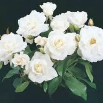 Natural Fresh White Rose