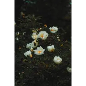White Rose