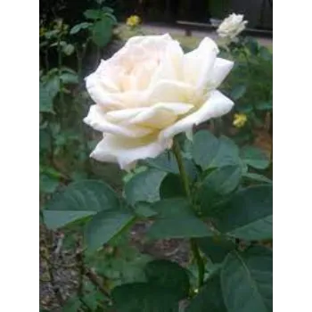 White Rose