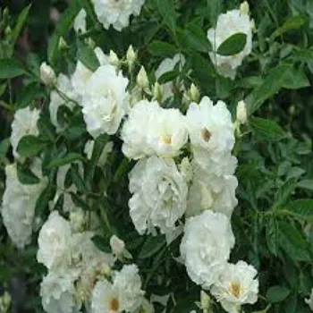 RAJESWARI NURSERY White Rose