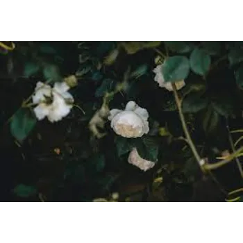 Fresh White Rose