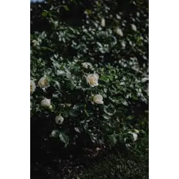 Organic White Rose