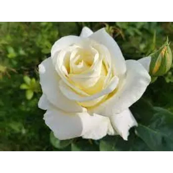 Roshni Agri forestry White Rose